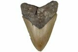 Serrated, 5.06" Fossil Megalodon Tooth - North Carolina - #199695-1